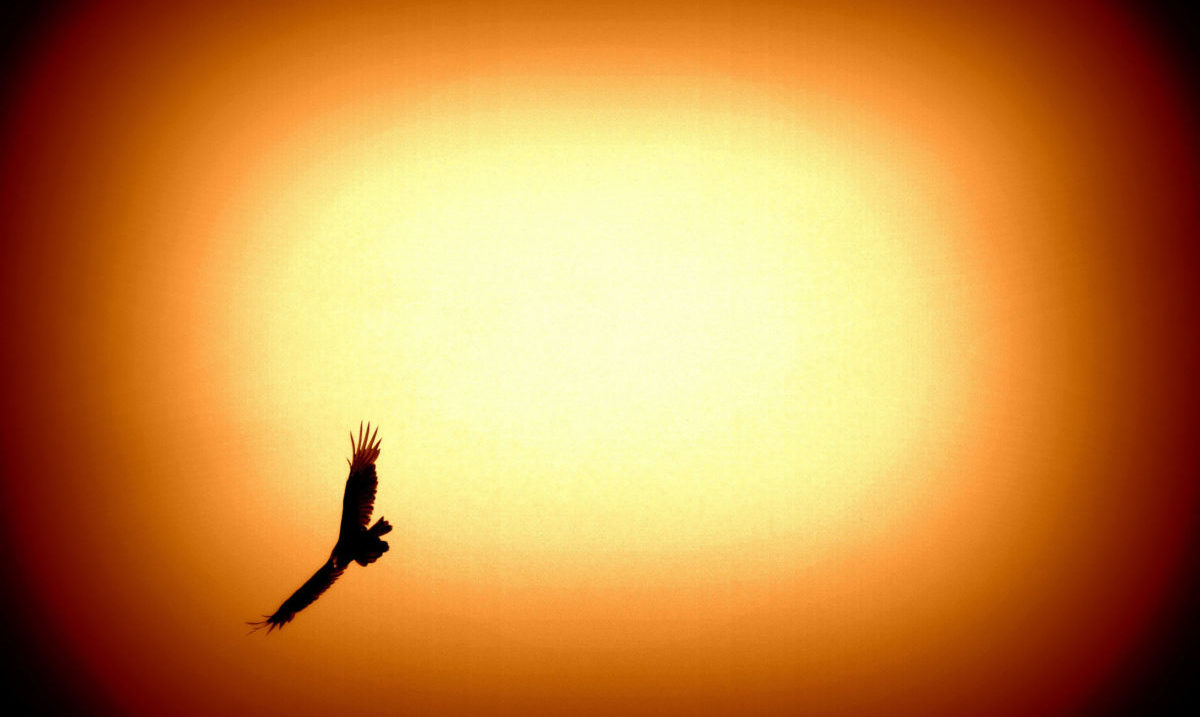 soaring